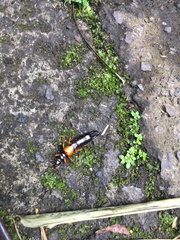 Carcinophora americana