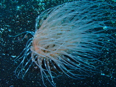 Botruanthus benedeni