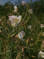 Oenothera nuttallii