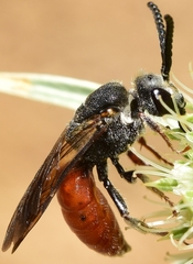 Sphecodes rubripes