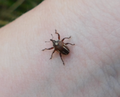 Sternuchopsis karelinii