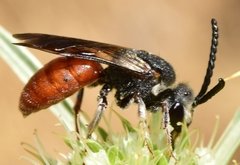 Sphecodes rubripes