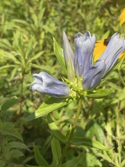 Gentiana × pallidocyanea