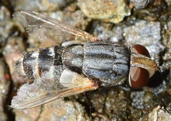 Miltogramma taeniata