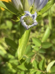 Gentiana × pallidocyanea