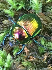 Phelotrupes auratus