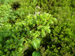 Juniperus brevifolia