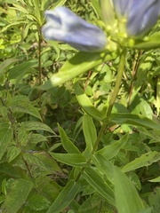 Gentiana × pallidocyanea