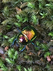 Phelotrupes auratus