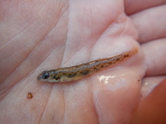 Etheostoma chlorosoma