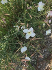 Oenothera nuttallii