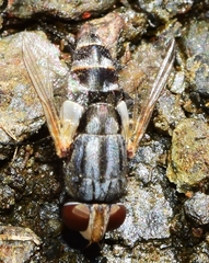 Miltogramma taeniata