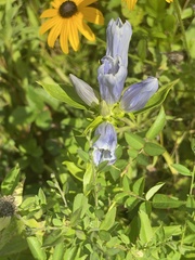 Gentiana × pallidocyanea