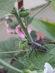 Megaderus