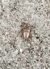 Diceroprocta olympusa