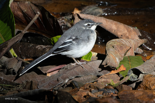 Motacilla clara