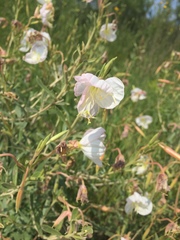 Oenothera nuttallii