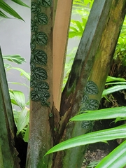 Monstera tuberculata