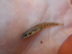 Etheostoma chlorosoma