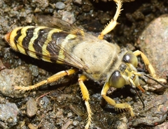 Bembix sinuata
