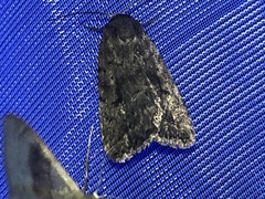 Athetiina