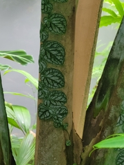 Monstera tuberculata