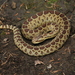 Dusky Rattlesnake - Photo (c) Cesar A. Arcadia-Hernández, some rights reserved (CC BY-NC), uploaded by Cesar A. Arcadia-Hernández