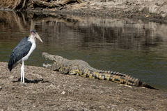 Crocodylus niloticus