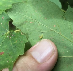 Dasineura communis