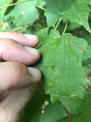 Dasineura communis