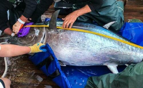Pacific Bluefin Tuna