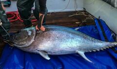Thunnus orientalis
