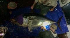 Thunnus orientalis