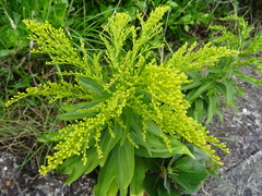 Solidago azorica