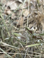 Cordylanthus pilosus