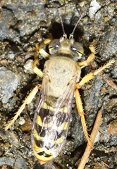 Bembix sinuata