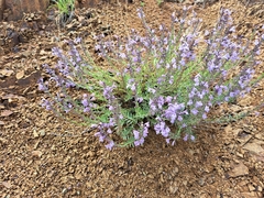 Hedeoma hyssopifolia
