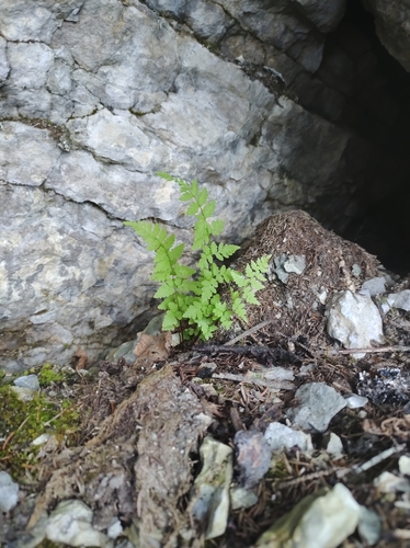 Image of Cystopteris laurentiana by no rights reserved