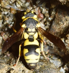 Parodontodynerus ephippium