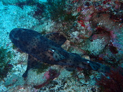 Heterodontus quoyi