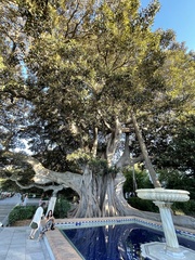 Ficus macrophylla