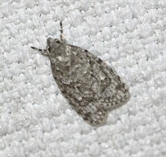 Agriophara horridula