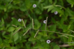 Paspalum denticulatum