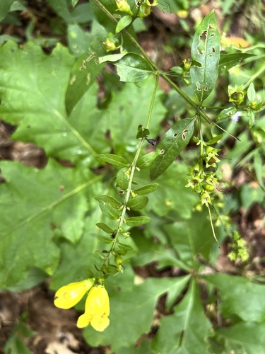 Smooth yellow false foxglove (Aureolaria flava)