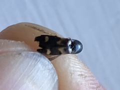 Megapenthes caprella