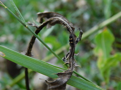 Parascythris muelleri
