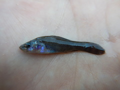 Aphredoderus sayanus