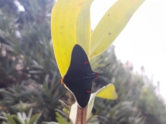 Phocides polybius phanias