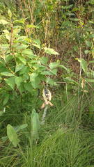 Argiope aurantia