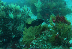 Hemilutjanus macrophthalmos